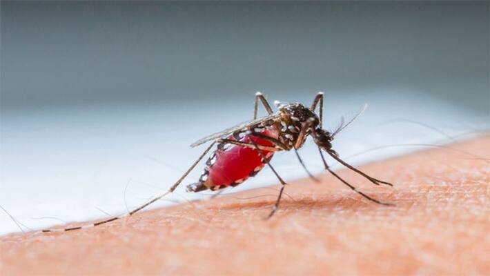 World Malaria Day 2022: Malaria ke upay, know 5 Ayurvedic Remedies dva World Malaria Day 2022: Malaria ke upay, know 5 Ayurvedic Remedies dva