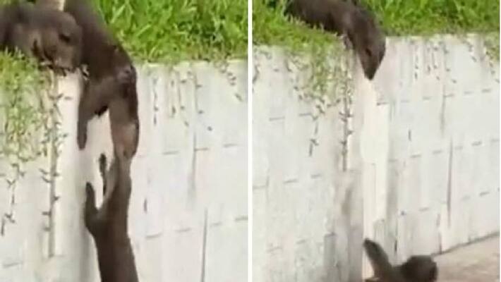 otter trying to climb wall family waits otter trying to climb wall family waits