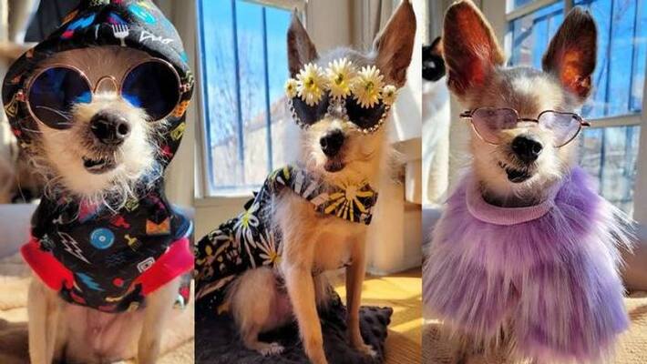 stylish and viral Chihuahua Rosie stylish and viral Chihuahua Rosie