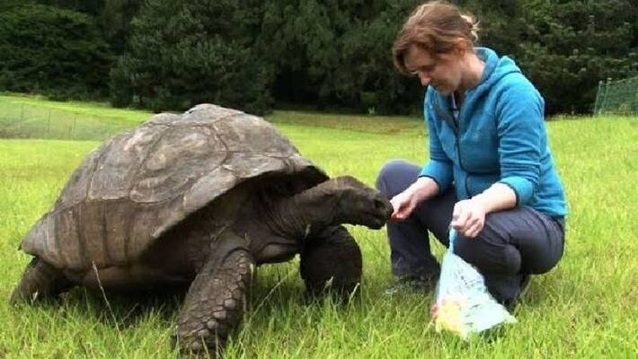 Jonathan oldest tortoise Jonathan oldest tortoise