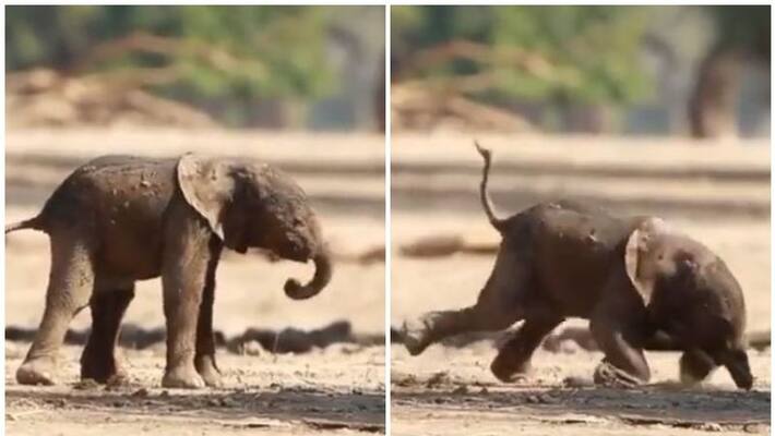 Take a moment to see this baby elephant taking its first steps Take a moment to see this baby elephant taking its first steps