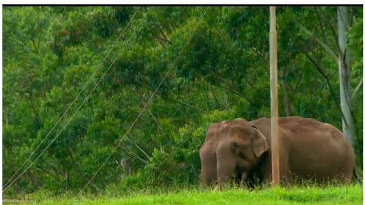 forest department has submitted a new plan to the government to prevent encroachment of elephants forest department has submitted a new plan to the government to prevent encroachment of elephants