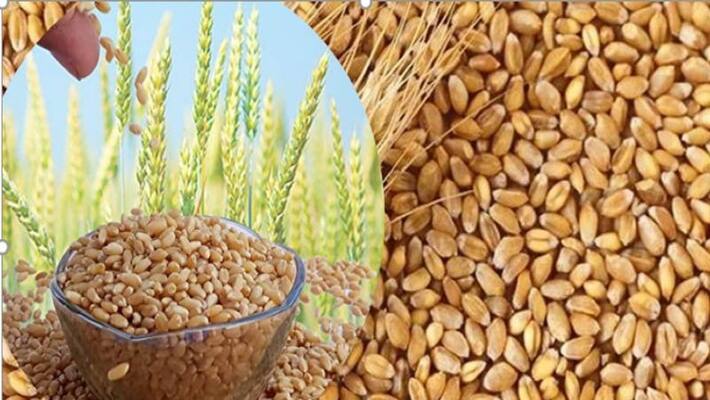 mandi bhav latest updates Sharbati wheat crosses 3800 in Indore Mandi mandi bhav latest updates Sharbati wheat crosses 3800 in Indore Mandi
