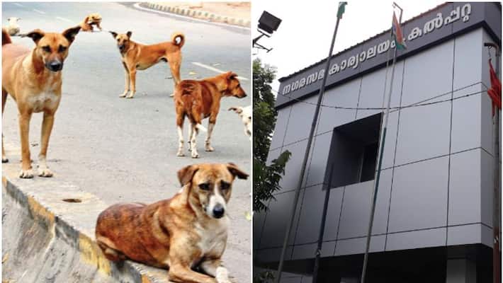 stray dog attack children in kalpetta school authority want action stray dog attack children in kalpetta school authority want action