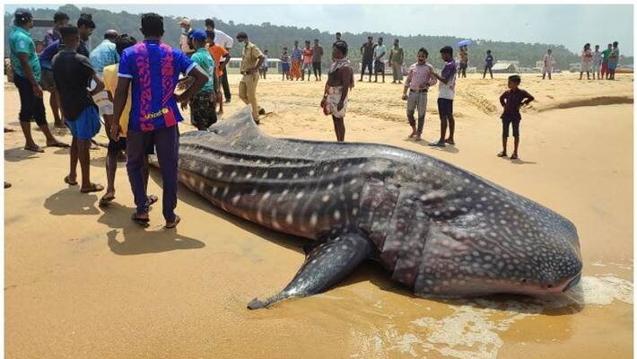 whale shark dead at adimalathura shore whale shark dead at adimalathura shore