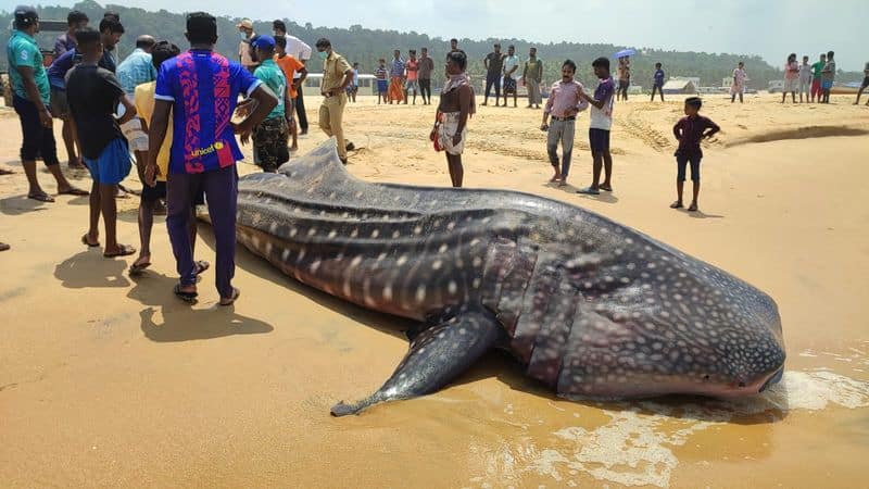 whale shark dead at adimalathura shore