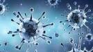Khosta 2 New bat virus detected in Russia may infect humans all about it gcw