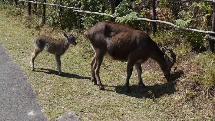 In Munnar, 1039 Nilgiri tahr were found and 157 cubs In Munnar, 1039 Nilgiri tahr were found and 157 cubs