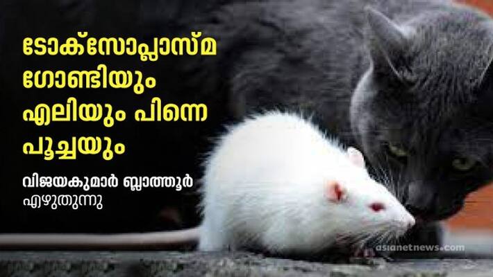 Toxoplasma gondii effect in cat and rat Toxoplasma gondii effect in cat and rat