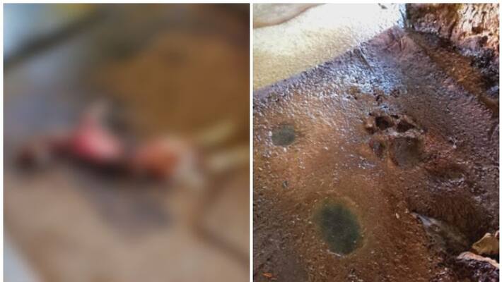 unknown animal attacked domestic animals unknown animal attacked domestic animals