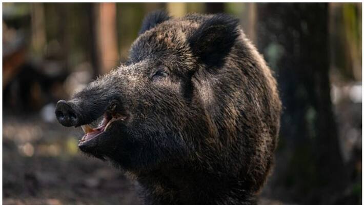 Rajmohan Unnithan wild boar as a vermin kifa Rajmohan Unnithan wild boar as a vermin kifa