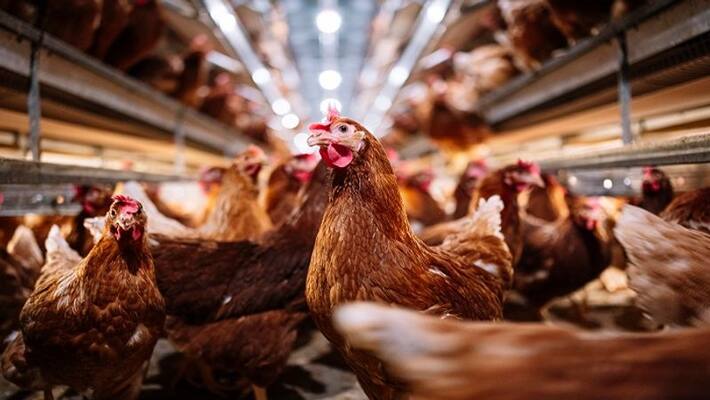 Mother hen shields her babies from heavy rain. Heartwarming old video is viral Mother hen shields her babies from heavy rain. Heartwarming old video is viral