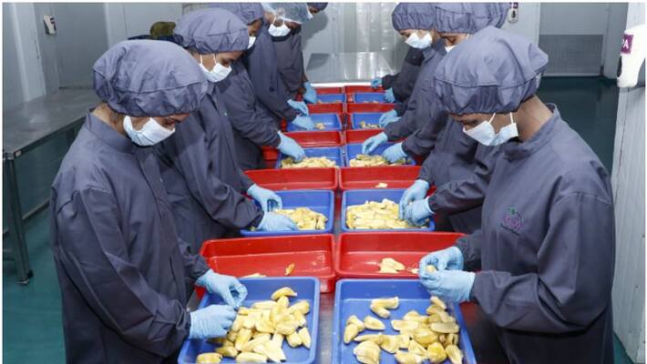 kerala jackfruit exports to gulf countries kerala jackfruit exports to gulf countries