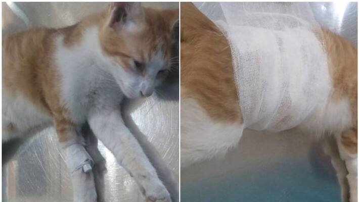 scratch car allegation Cat critically injured by shot scratch car allegation Cat critically injured by shot