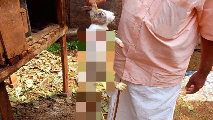 Attack by unknown animal About 50 rabbits were killed and eaten Attack by unknown animal About 50 rabbits were killed and eaten