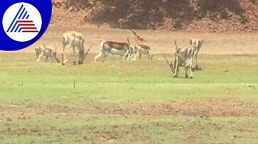 Wild Animals Faces Drinking Water Problem at Forest in Uttara Kannada grg Wild Animals Faces Drinking Water Problem at Forest in Uttara Kannada grg