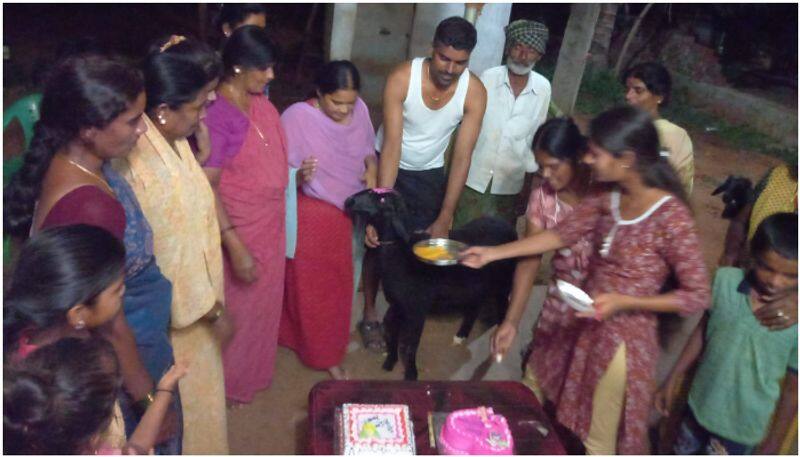 karnataka village celebrate a goat's birthday, why ?