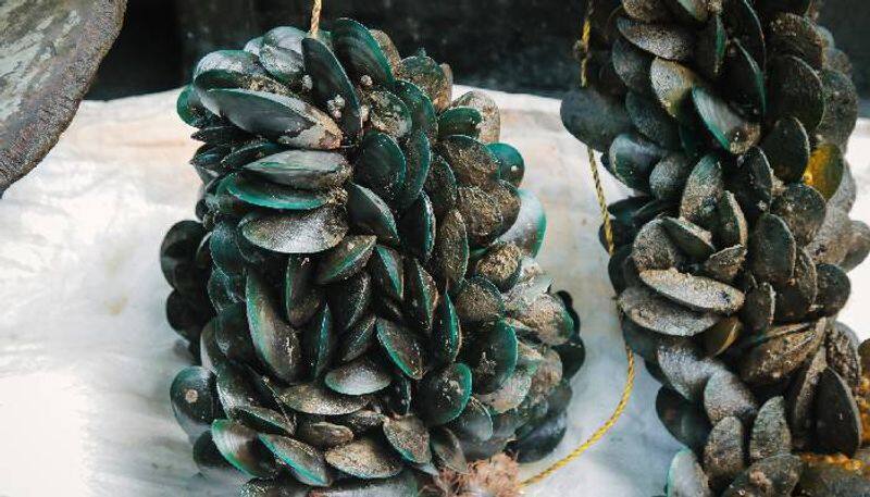 mussel harvest under CMFRI 