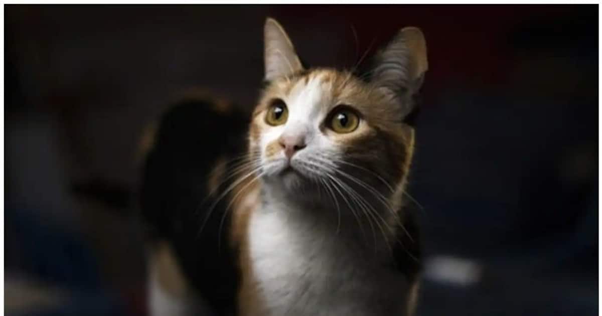 என் பூனை நிரபராதி... சட்ட போராட்டத்தில் வென்று ரூ. 95 லட்சம் பெற்ற பெண்.. என்ன ஆச்சு தெரியுமா?