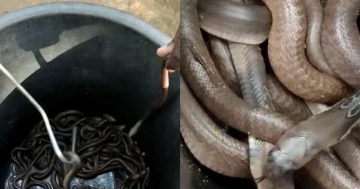 Fifty cobra cubs born together, a curiosity in Ajesh’s house time