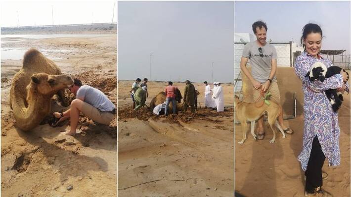 camel stuck in quicksand