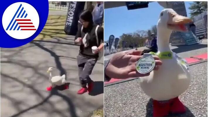 Duck participates in marathon, wins a medal video goes viral in social media akb Duck participates in marathon, wins a medal video goes viral in social media akb