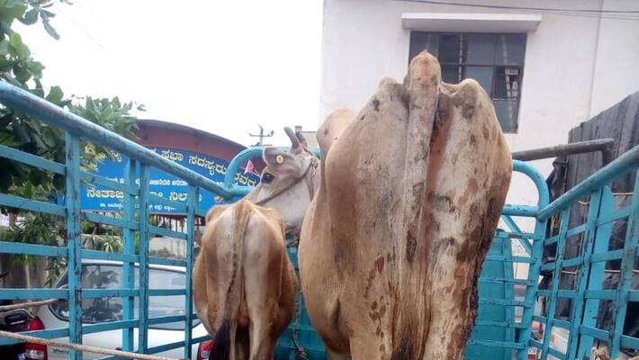 Transportation of cows to slaughter house Video Goes On Viral grg Transportation of cows to slaughter house Video Goes On Viral grg