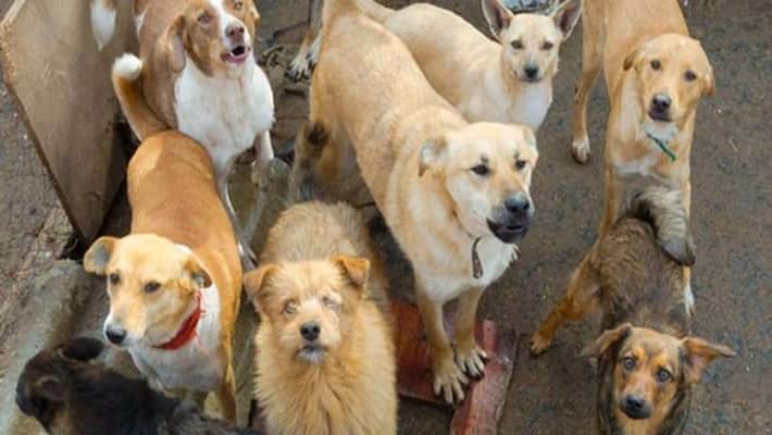 pune mother father 11 year old child imprisoned among 22 dogs in  Maharashtra kpr