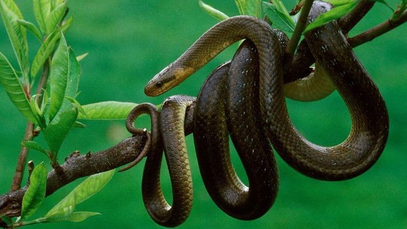 Aesculapian snakes found in UK
