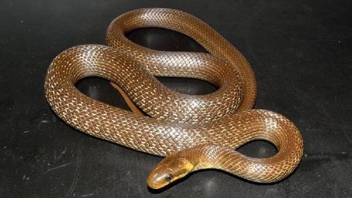 Aesculapian snakes found in UK Aesculapian snakes found in UK