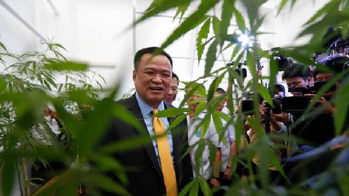 Thailand will distribute one million cannabis plants to households Thailand will distribute one million cannabis plants to households