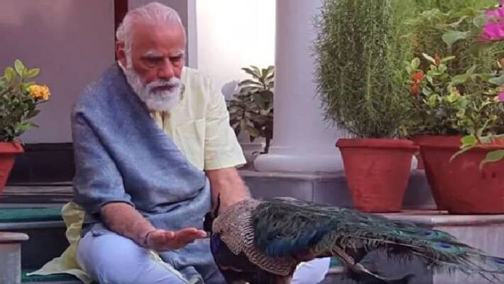 pm Modi stopped meeting to feed peacock says Amit Shah pm Modi stopped meeting to feed peacock says Amit Shah