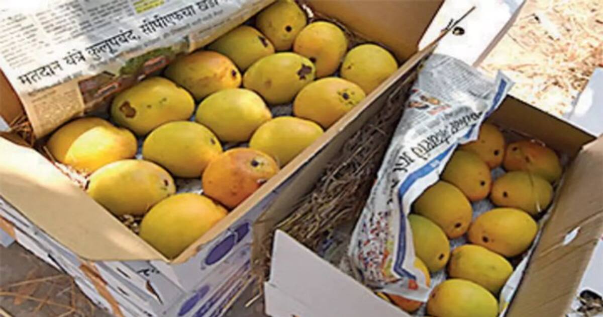mangoes onlineதோட்டத்திலிருந்து வீட்டுக்கு; ரசாயனமில்லாத சுவையான