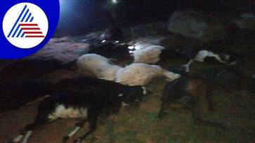 25 Sheep Killed in Truck Collision in Yadgir grg 25 Sheep Killed in Truck Collision in Yadgir grg