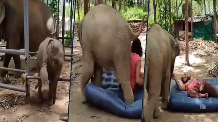 Baby elephant scυffle with gυard over a мattress; viral video aмazed netizens