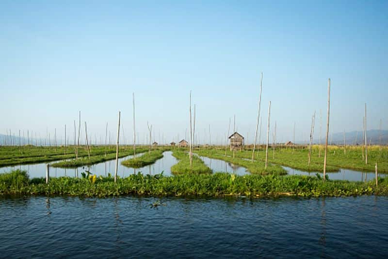 floating farms in bangladesh