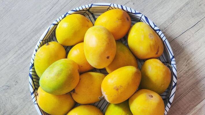 can mangoes help in weight loss can mangoes help in weight loss
