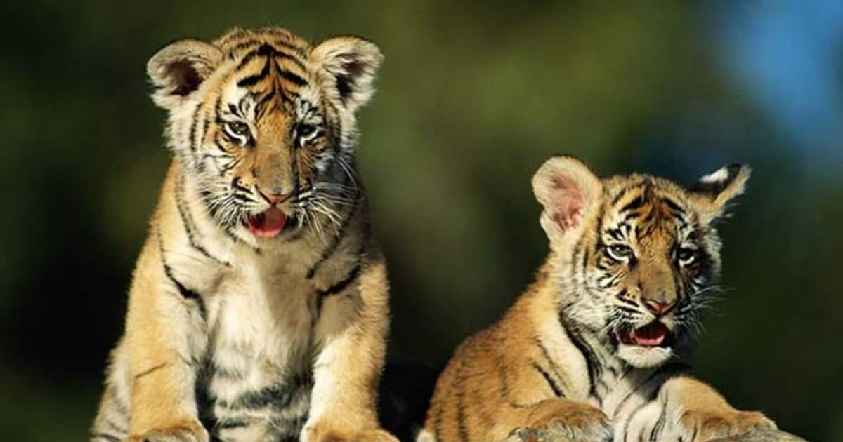 Forest Dept Rescues 2 Tiger Cubs From Irate Villagers Pelting Stones At ...