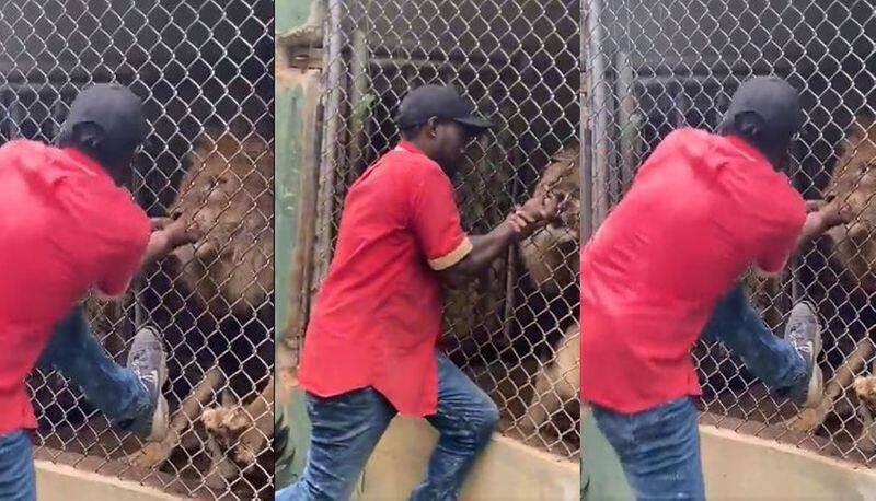 Caught On Camera: Zookeeper Has Finger Bitten Off By Lion After Teasing It Through Cage