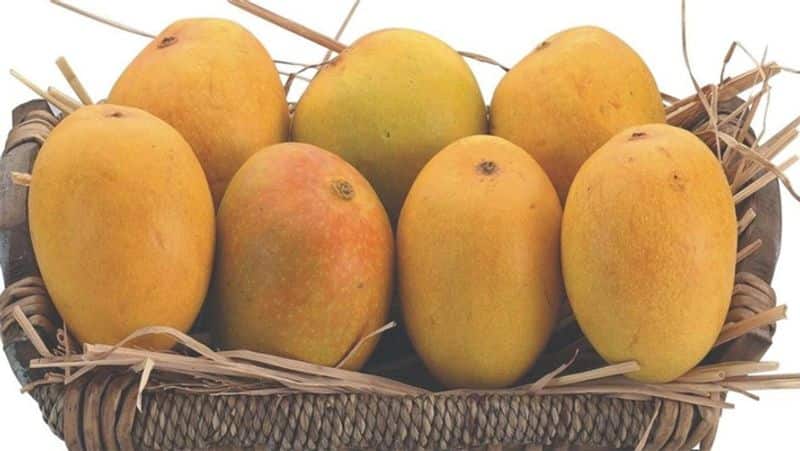 how to eat mango 10 શું તમે પણ કેરી ખાધા પછી પુષ્કળ પાણી પીઓ છો, તો આજે જ બદલો આ આદત