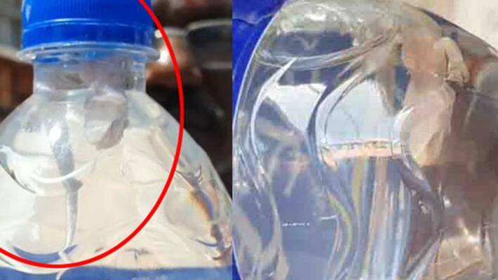Samayapuram Mariamman Temple Lizard lying dead in a water bottle Samayapuram Mariamman Temple Lizard lying dead in a water bottle