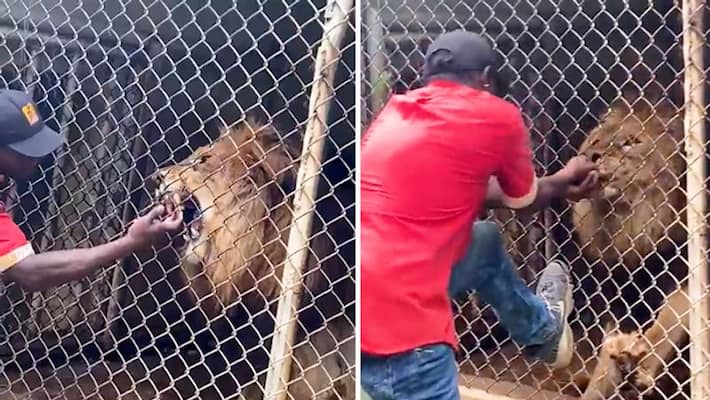 Lion bites off finger