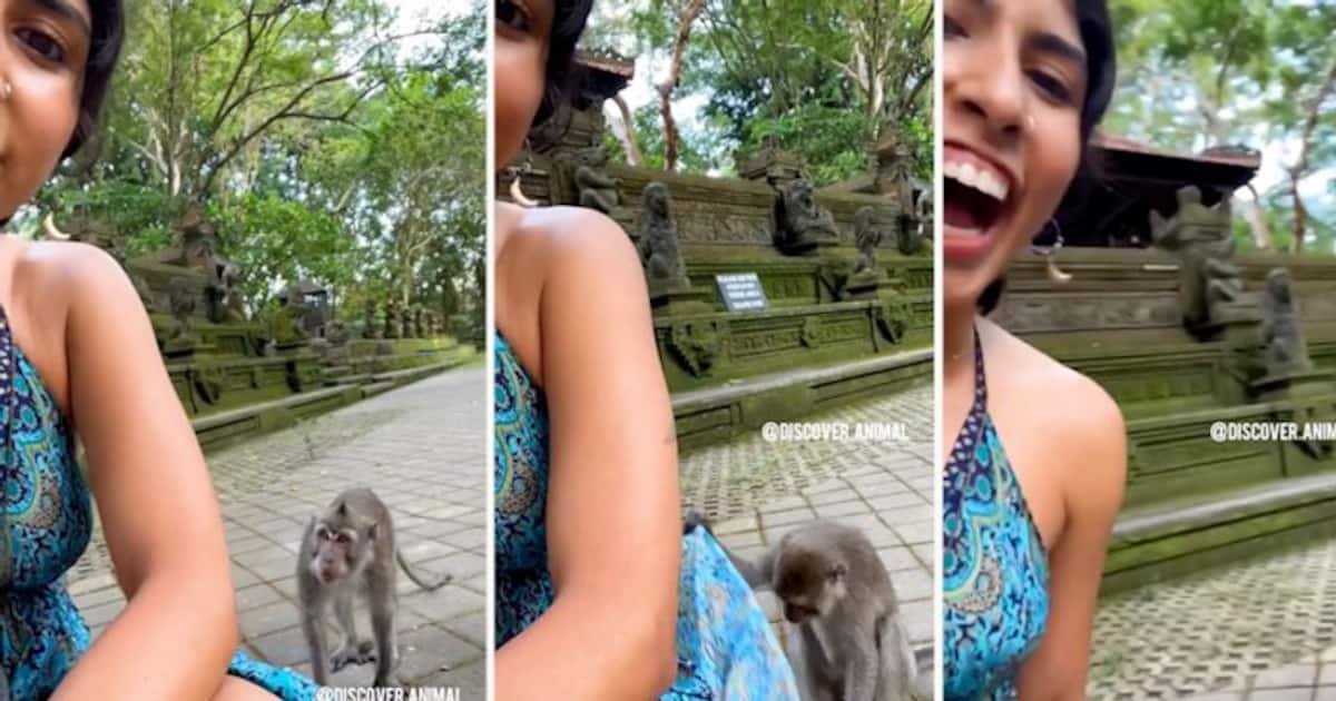 Watch: Mischievous monkey lifts a woman's dress while capturing a video Watch: Mischievous monkey lifts a woman's dress while capturing a video