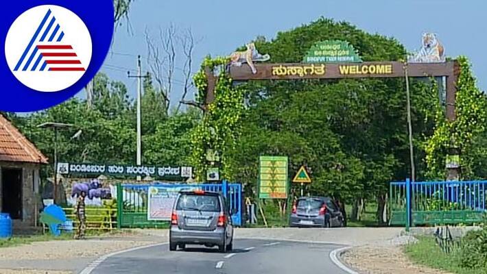 heavy rain brings back greenery to bandipur forest in chamarajnagar district gvd heavy rain brings back greenery to bandipur forest in chamarajnagar district gvd