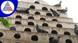 Villagers Who Feed the Pigeons in Kolar grg 