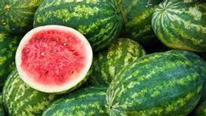 Rajasthan Matire ki Rad Story of watermelon war where thousand were killed mnj Rajasthan Matire ki Rad Story of watermelon war where thousand were killed mnj