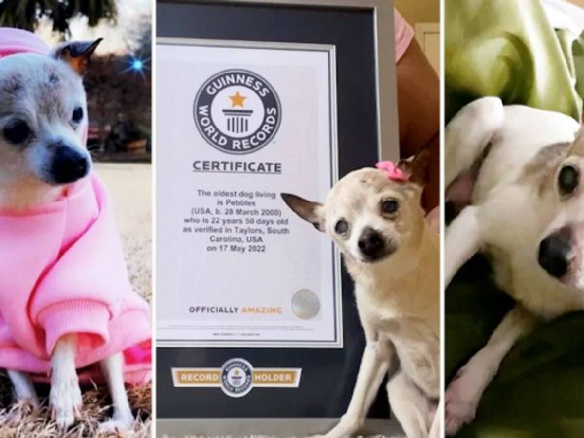 Do you know Spike? He just claimed a Guinness world record