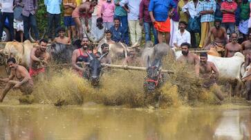 Will Bengaluru's Kambala set new record with longest Kambala track? Check details vkp Will Bengaluru's Kambala set new record with longest Kambala track? Check details vkp