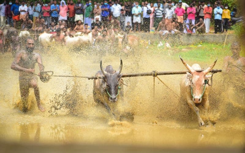 On November 22, the SC will hear arguments against the bull-taming sport Jallikattu.