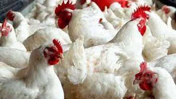 Broiler prices likely to rise in Tamil Nadu Broiler prices likely to rise in Tamil Nadu